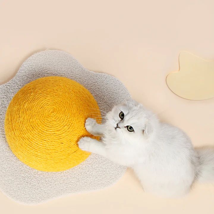 Comfortable cat essentials for everyday living