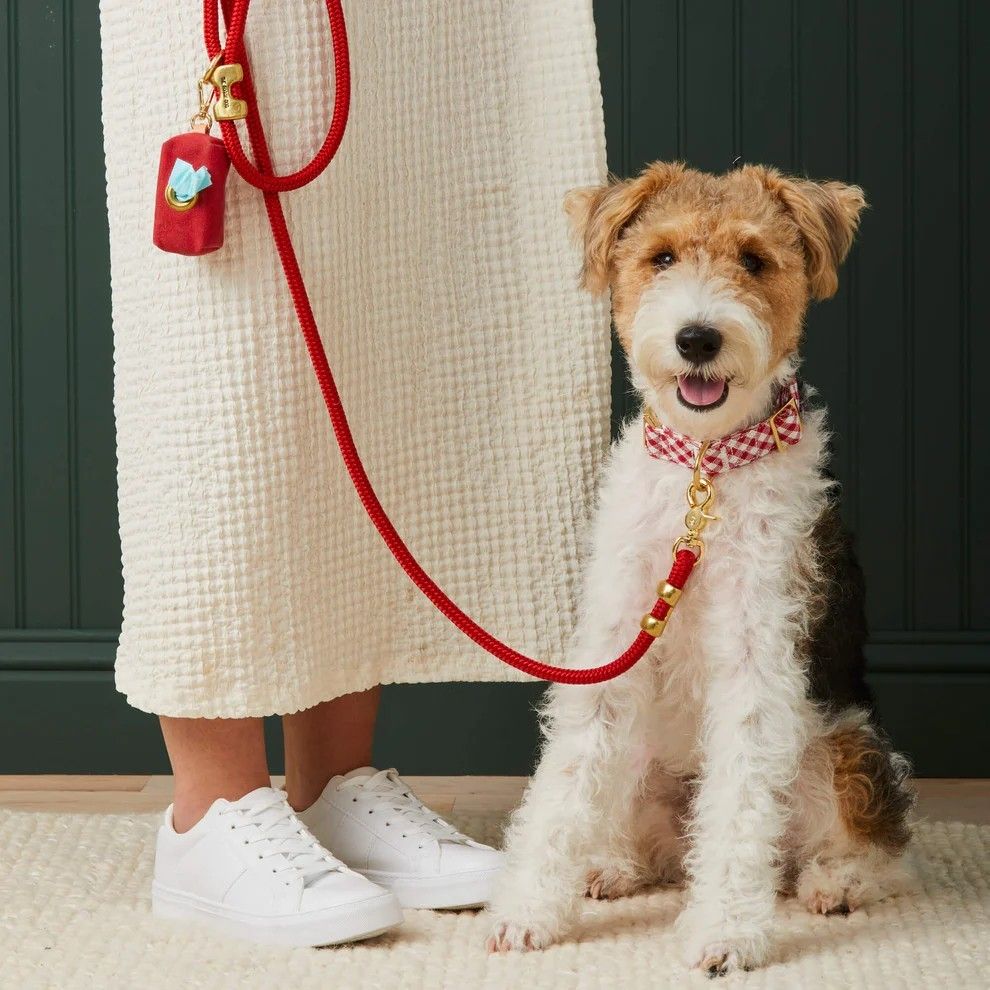 Dog leashes for everyday walks