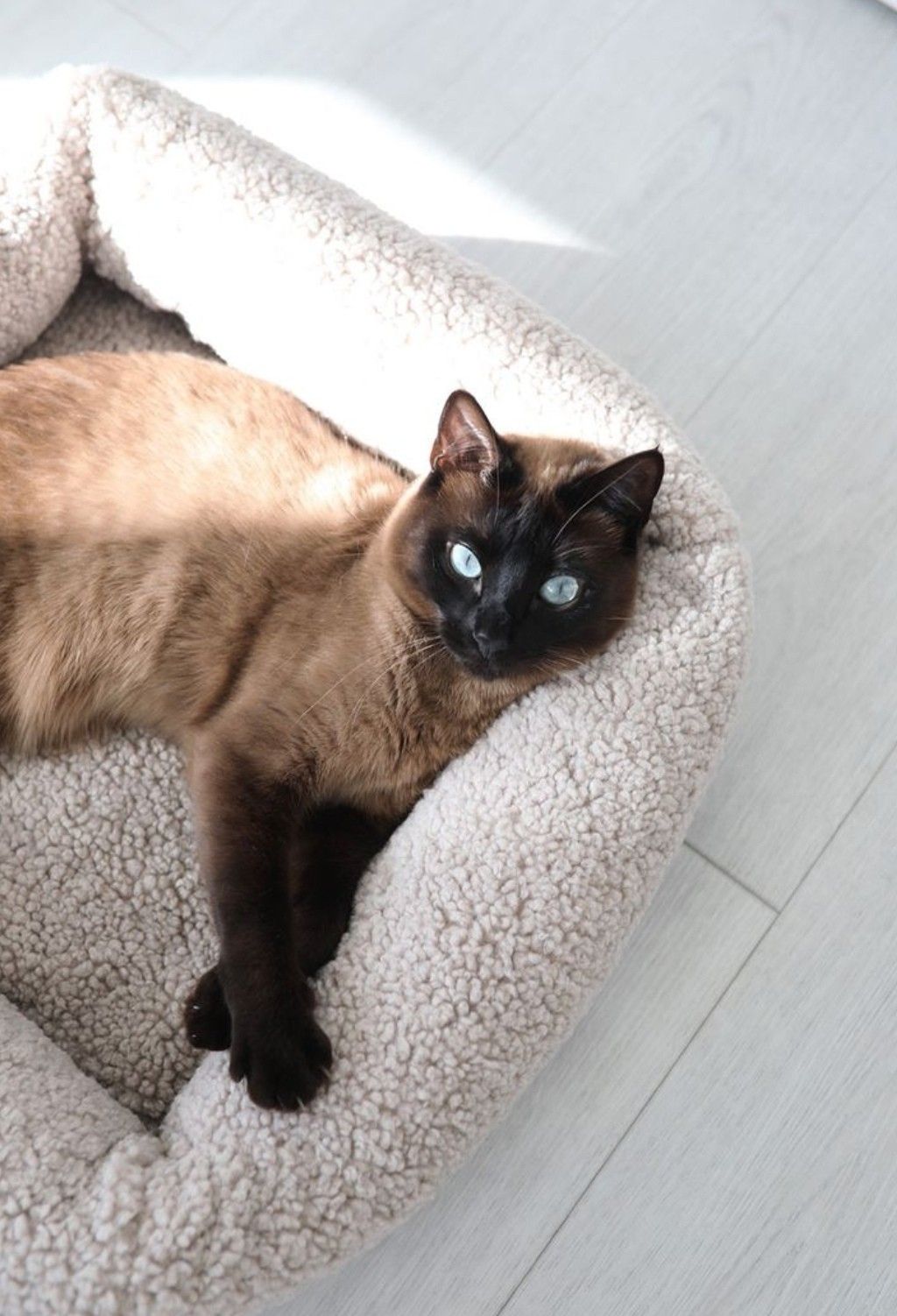 Comfortable pet products in a modern home