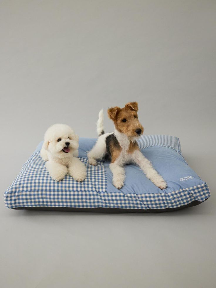 Comfortable pet beds in a warm home