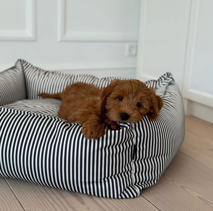 Comfortable dog beds for restful moments