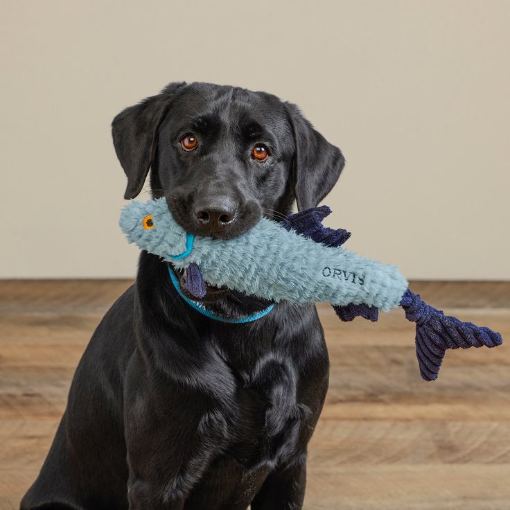 Pet essentials in a modern home